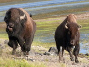 Yellowstone National Park