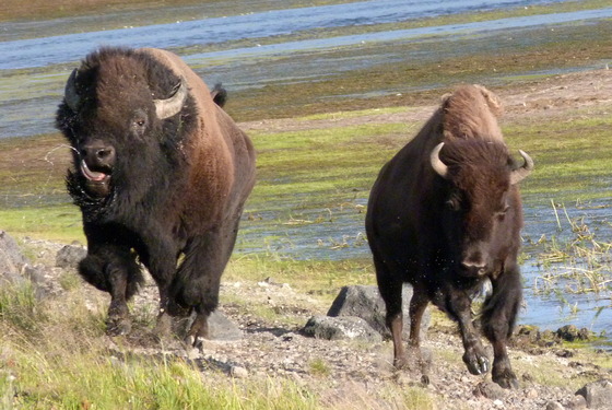 Yellowstone National Park