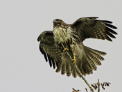 Ridgefield National Wildlife Refuge