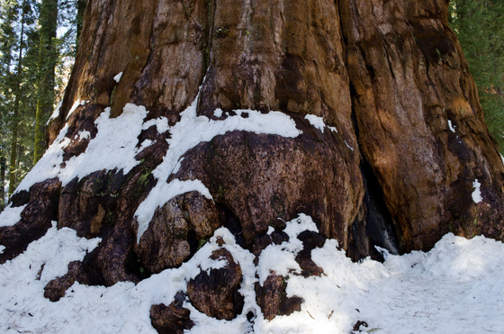 Sequoia National Park