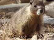 Sequoia National Park