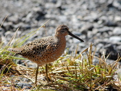 Tongass National Forrest