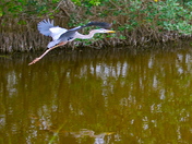 Merritt Island National Wildlife Refuge