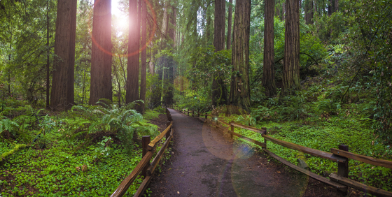 Muir Woods National Monument