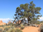 Arches National Park