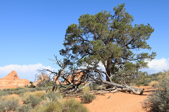Arches National Park