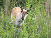 National Bison Range, Montana