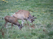 National Bison Range, Montana