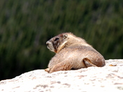 Rocky Mountian National Park