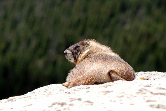 Rocky Mountian National Park
