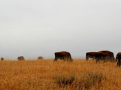 Theodore Roosevelt National Park