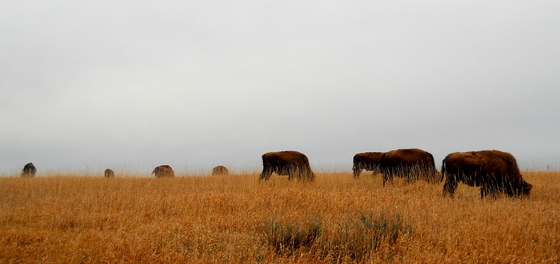 Theodore Roosevelt National Park