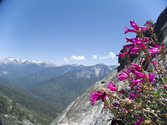 Sequioa National Park