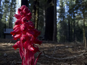 Sequioa National Park