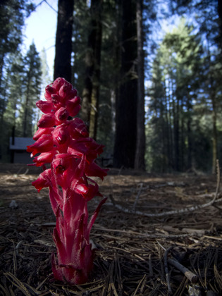 Sequioa National Park