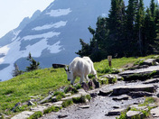 Glacier National Park 