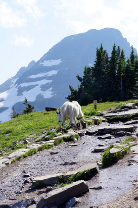 Glacier National Park 