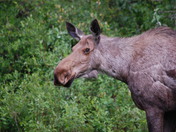 Denali National Park