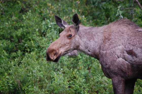 Denali National Park