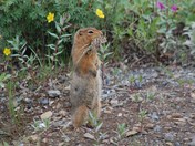 Denali National Park