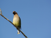 Tamarac National Wildlife Refuge