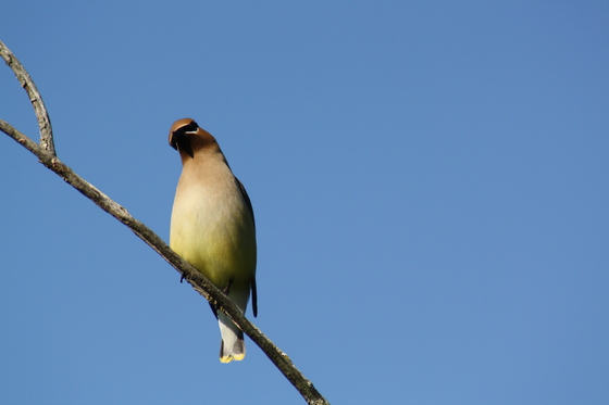 Tamarac National Wildlife Refuge