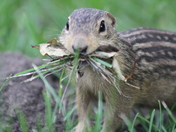 Tamarac National Wildlife Refuge