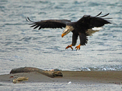 Harrison River Bald Eagle