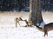 Cades Cove