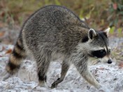 chassahowitzka wildlife refuge