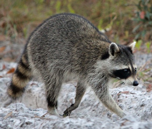 chassahowitzka wildlife refuge