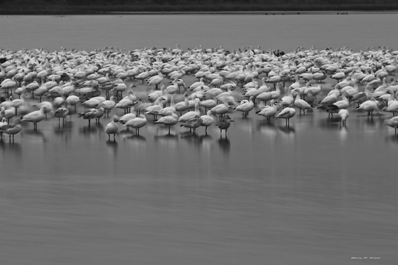 Chincoteague Island
