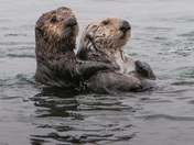 Elkhorn Slough National Sanctuary