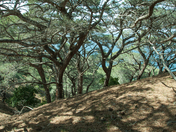 channelIsland National park