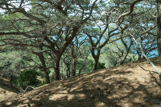channelIsland National park
