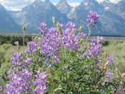 Grand Teton National Park