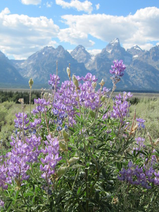 Grand Teton National Park