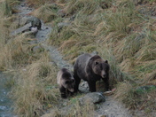 Denali National Park