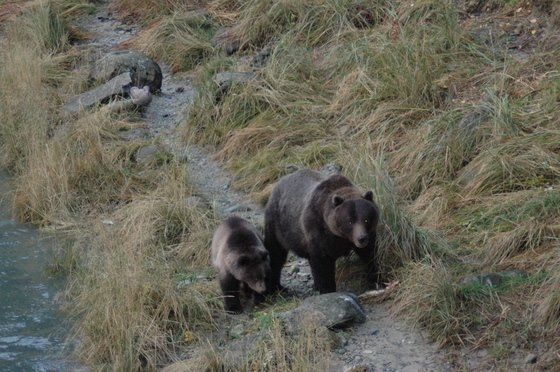 Denali National Park