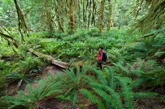 Olympic National Park