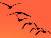 Bosque del Apache Wildlife Refuge 