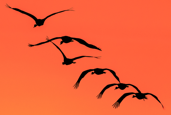 Bosque del Apache Wildlife Refuge 