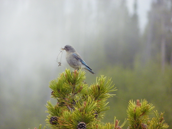 Yellowstone National Park