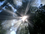 Redwodd National Park