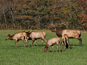 Great Smoky Mountains National Park