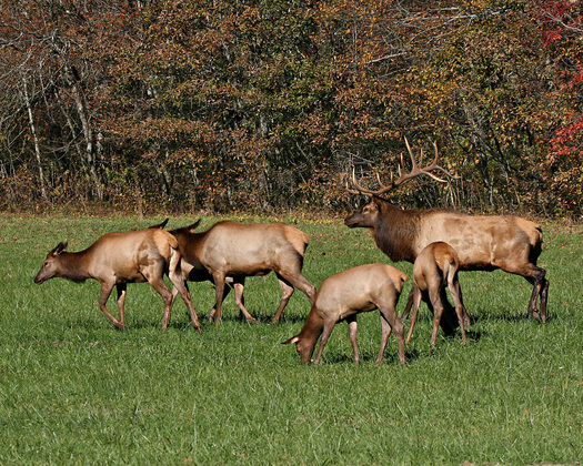 Great Smoky Mountains National Park