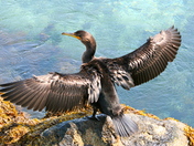 Cape Cod National Seashore