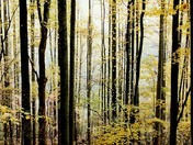 Great Smoky Mountains National Park