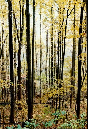 Great Smoky Mountains National Park