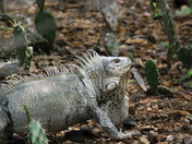 Washington Slagbaai National Park 
